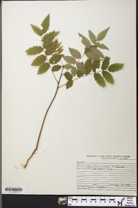 Sorbus americana image