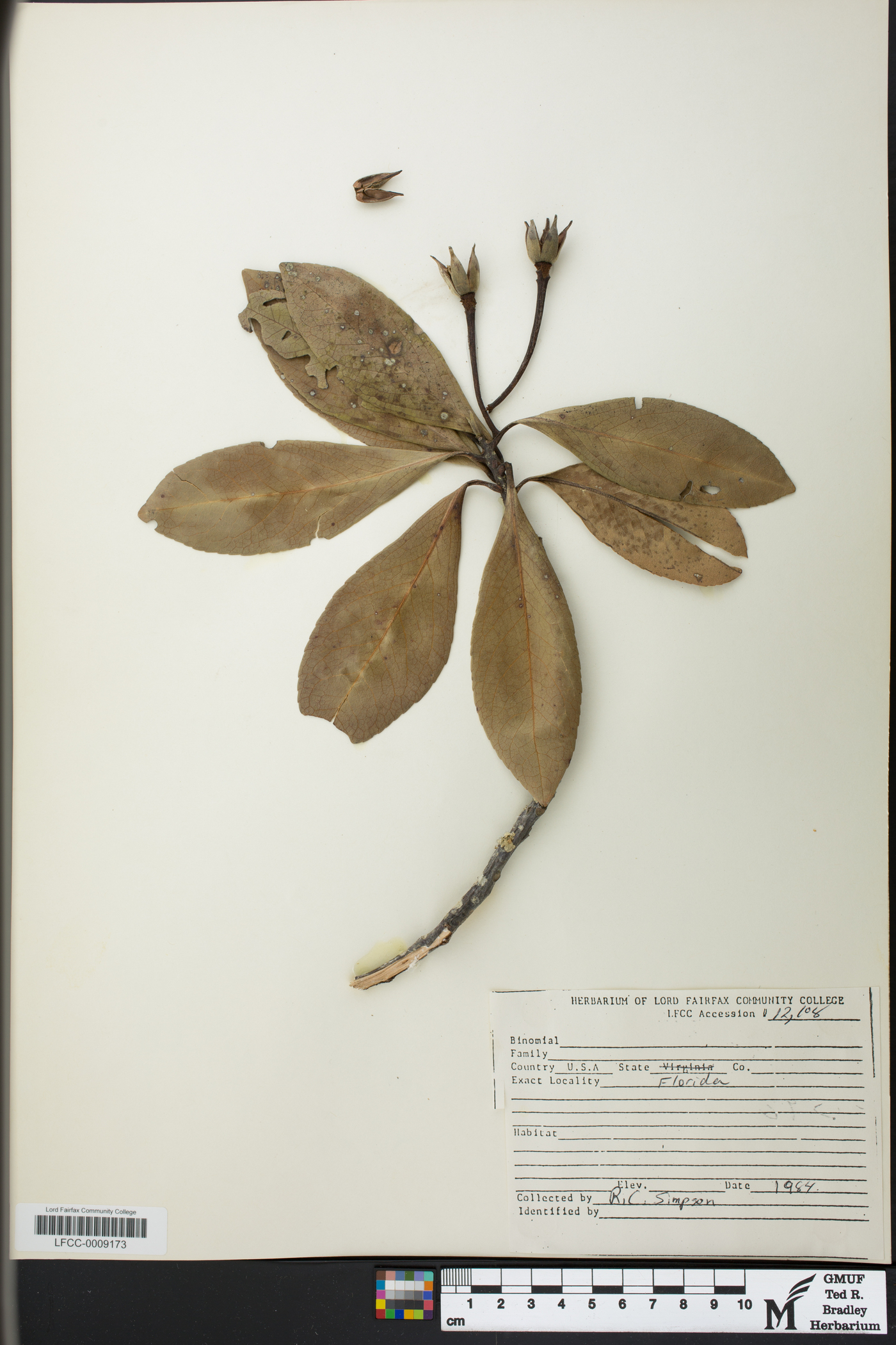 Cinnamomum zeylanicum image
