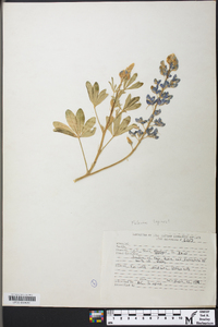 Lupinus texensis image