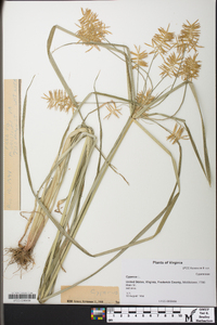 Cyperus esculentus var. leptostachyus image