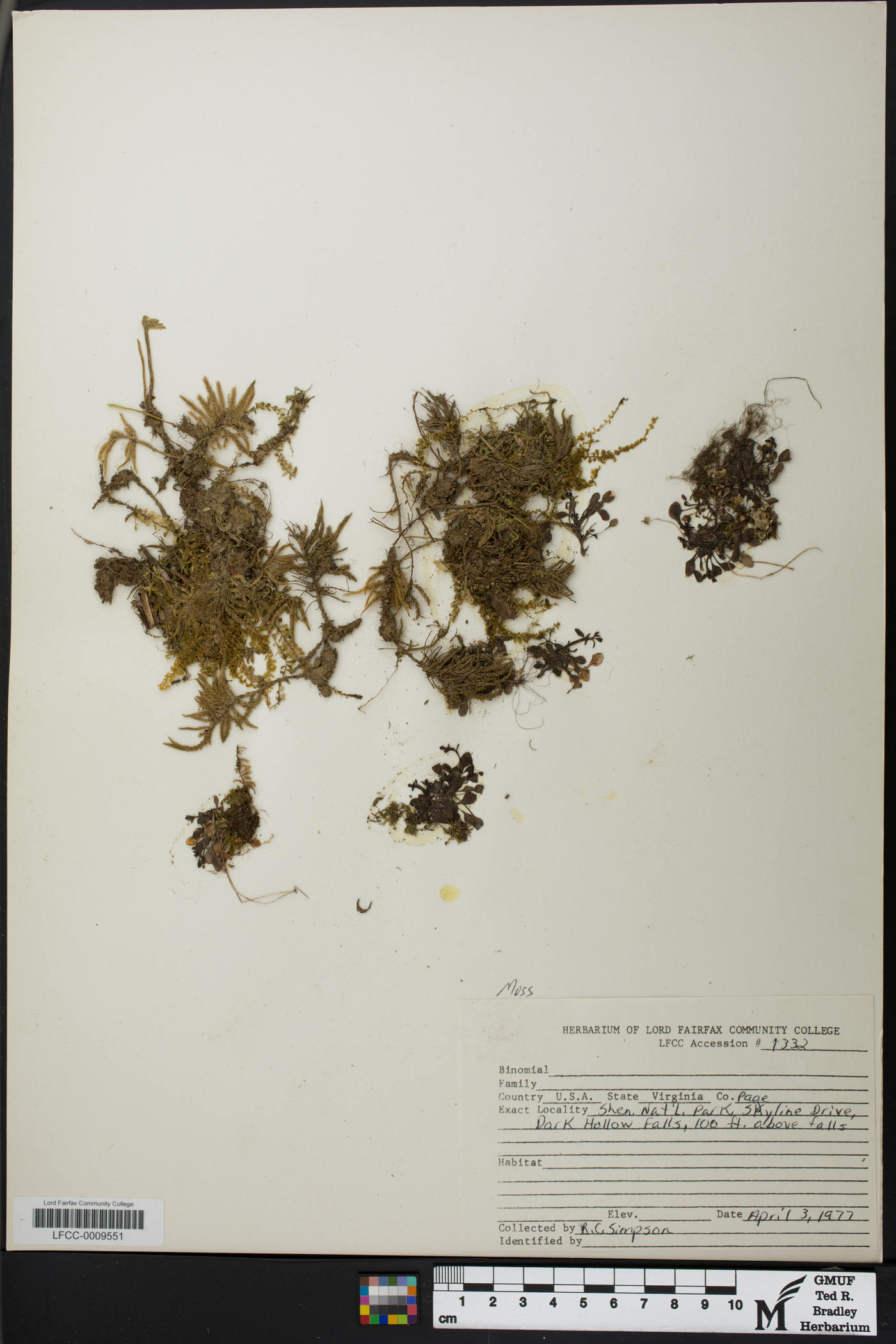 Climacium americanum image