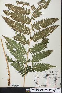 Dryopteris goldieana image