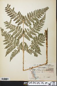 Dryopteris campyloptera image