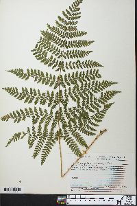 Dryopteris campyloptera image