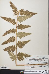 Dryopteris celsa image