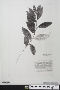 Leucothoe axillaris image