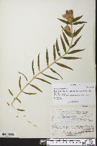 Gentiana linearis image