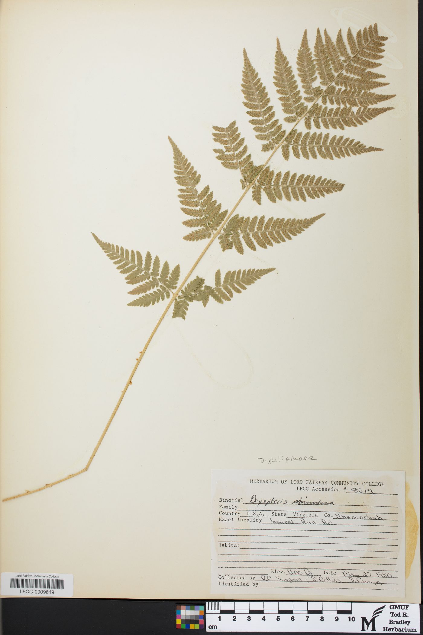 Dryopteris x uliginosa image