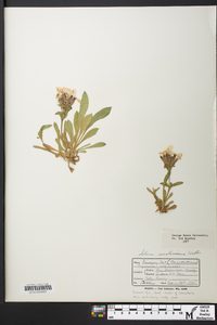 Silene caroliniana image