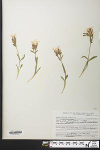 Silene caroliniana image