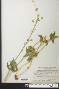 Silene stellata image