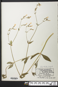 Silene latifolia image