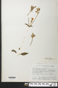 Silene latifolia image