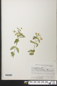 Stellaria pubera image