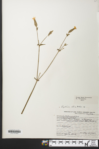 Silene latifolia image