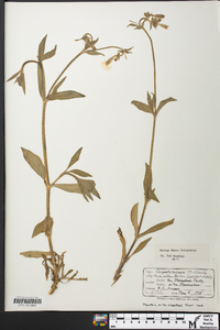 Silene latifolia image