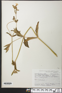 Silene latifolia image