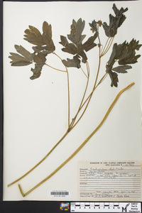 Caulophyllum thalictroides image