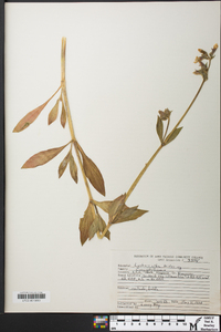 Silene latifolia image