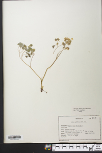 Thalictrum dioicum image