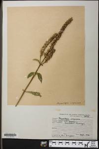 Physostegia virginiana image