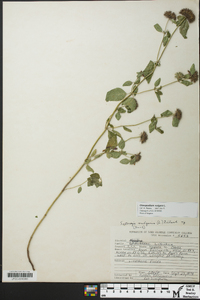 Clinopodium vulgare image