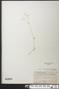 Cerastium semidecandrum image