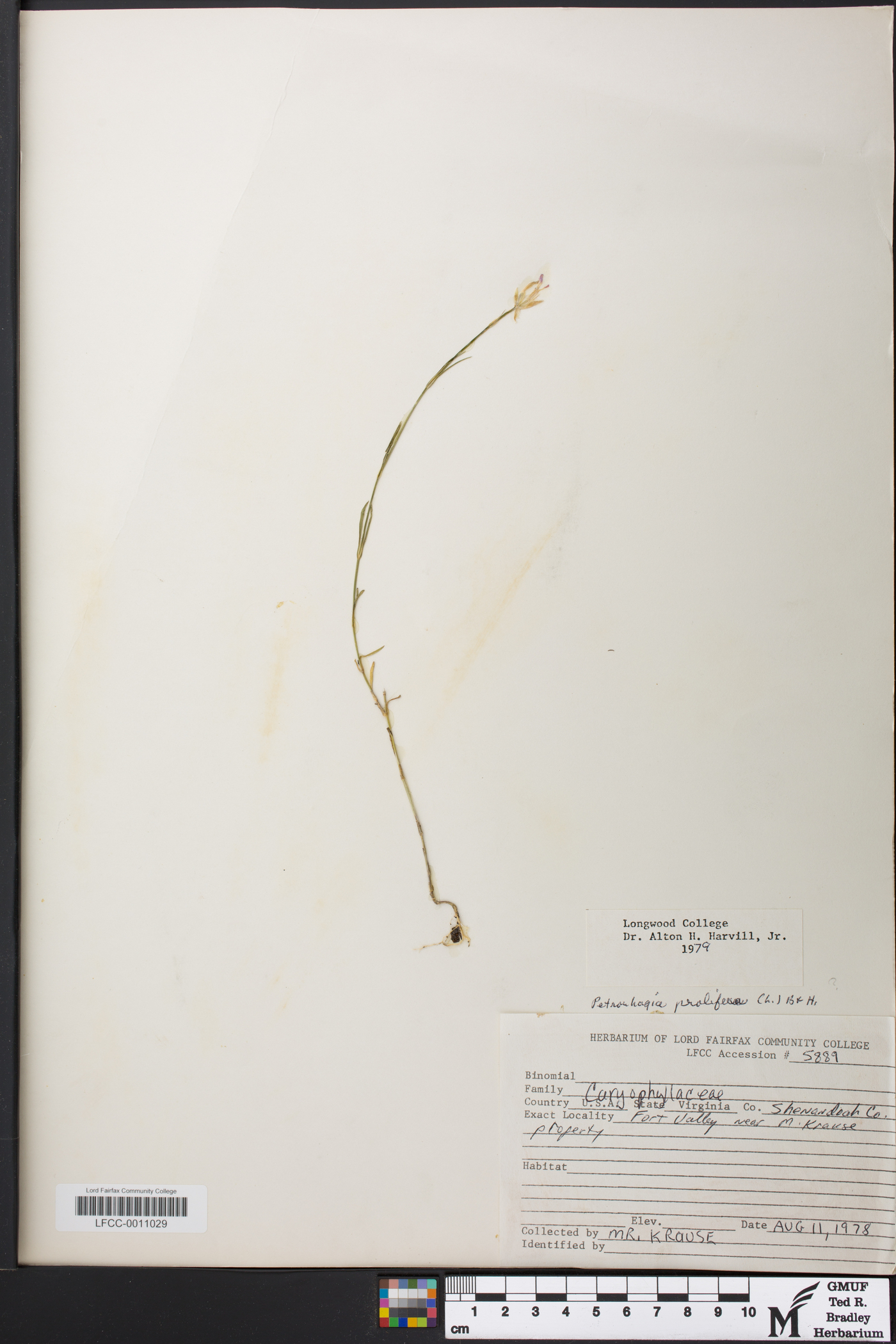 Petrorhagia prolifera image