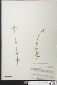 Cerastium semidecandrum image