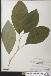 Magnolia acuminata image