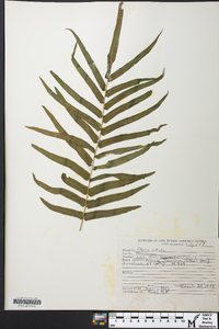 Pteris vittata image