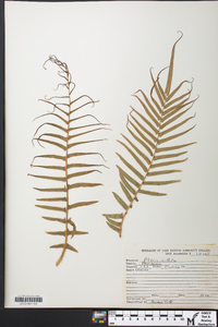 Pteris vittata image