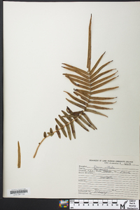 Pteris vittata image