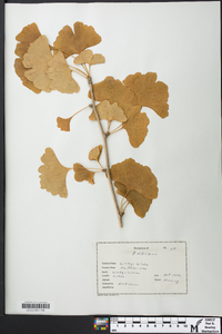 Ginkgo biloba image