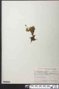 Diapensia lapponica image