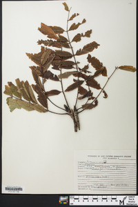 Fraxinus nigra image