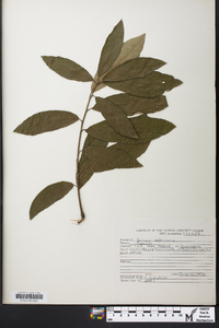 Quercus imbricaria image