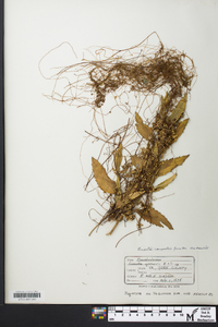 Cuscuta gronovii image