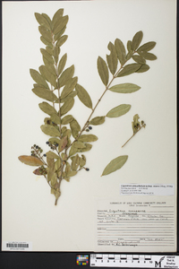 Ligustrum obtusifolium image