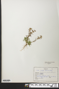 Polypremum procumbens image