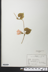 Ipomoea hederacea image