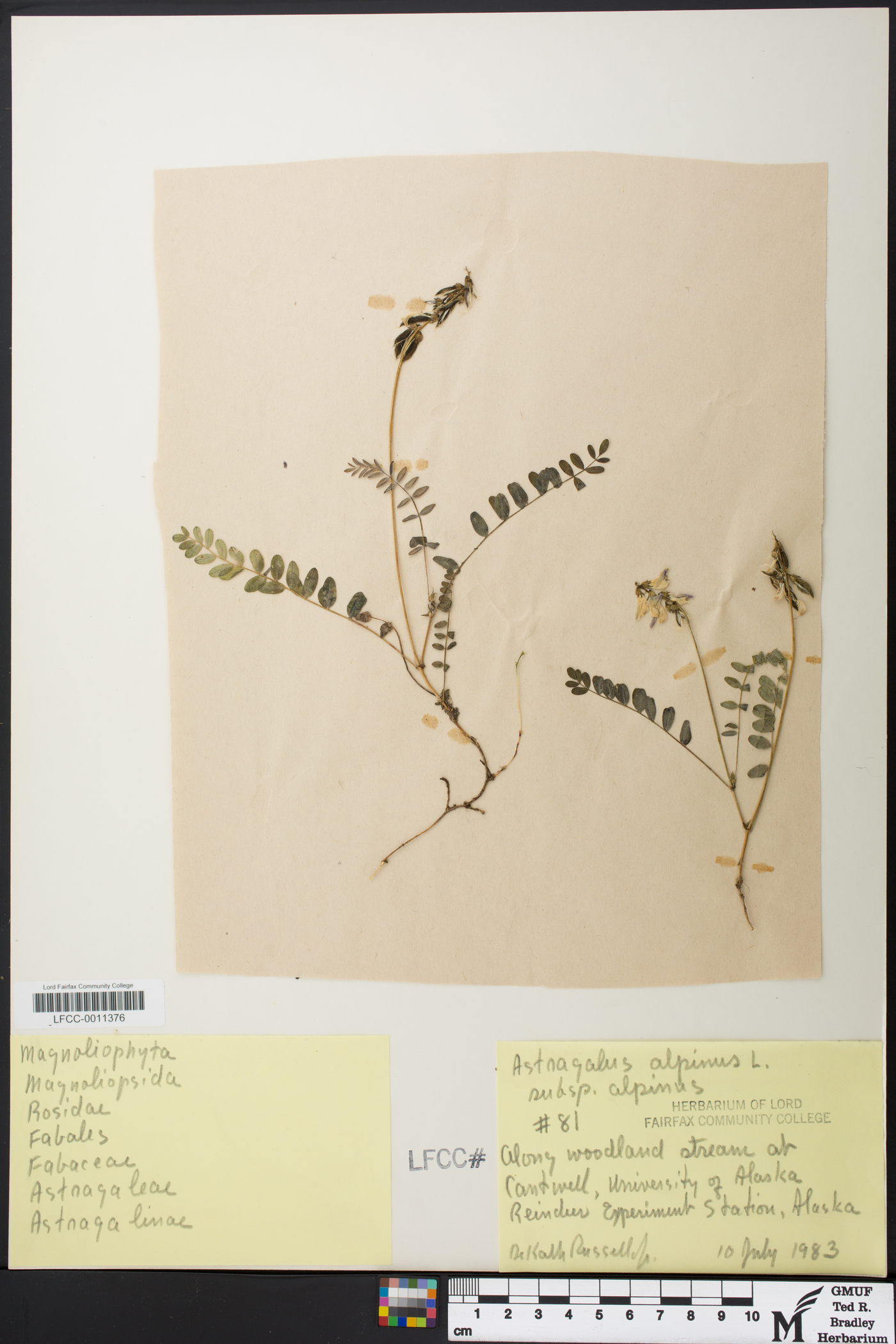 Astragalus alpinus subsp. alpinus image