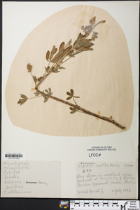 Lupinus nootkatensis image