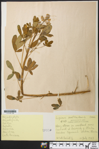 Lupinus nootkatensis image