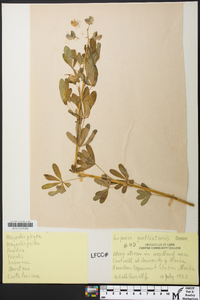 Lupinus nootkatensis image