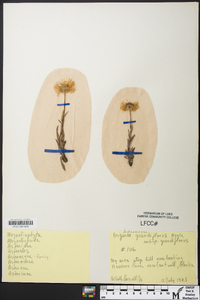 Erigeron grandiflorus image