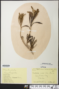 Borrichia arborescens image