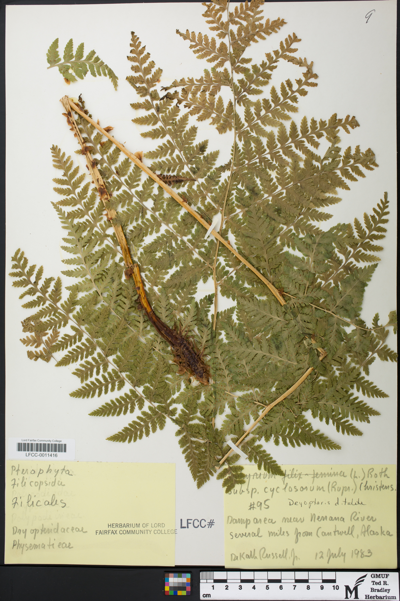 Dryopteris dilatata image