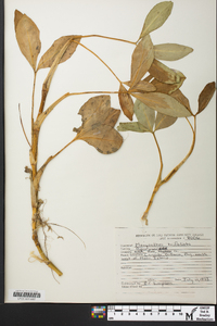 Menyanthes trifoliata image