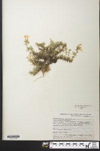 Phlox subulata image